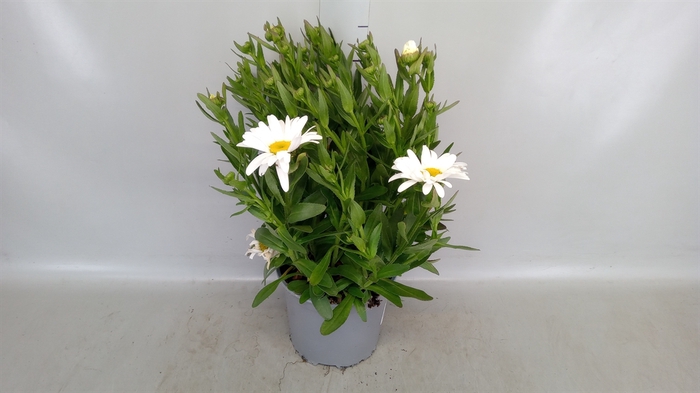 <h4>Leucanthemum maximum</h4>