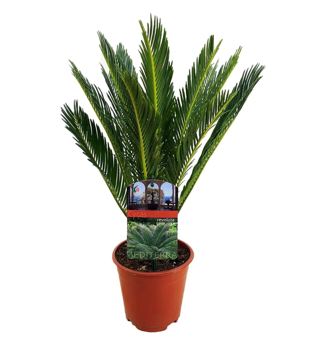 <h4>Cycas revoluta</h4>