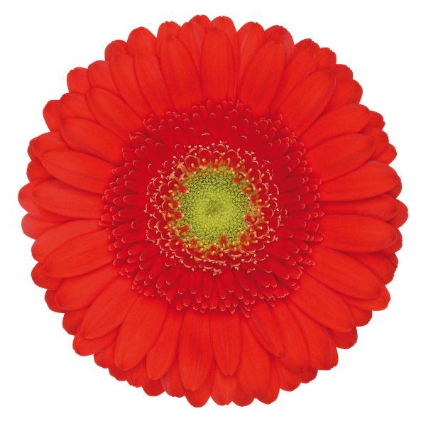 <h4>GE MI KETCHUP</h4>