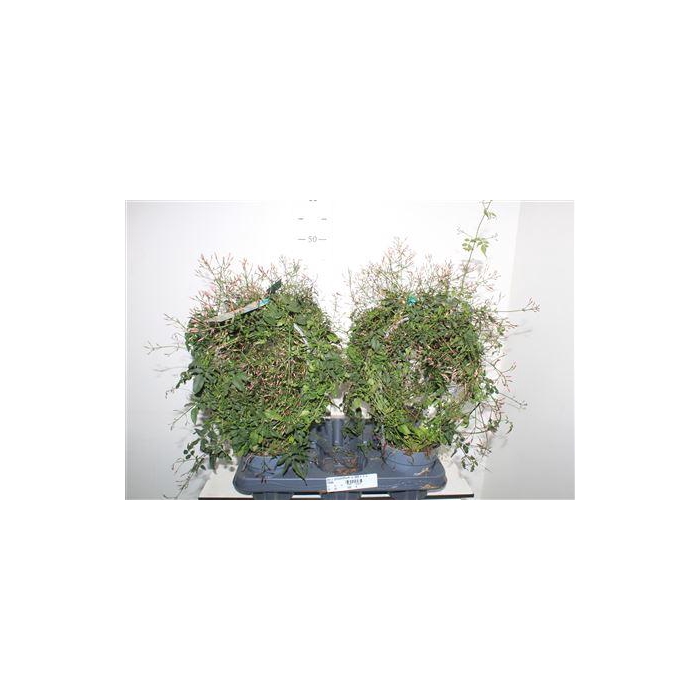 <h4>Jasm Polyanthum Rz 300+++</h4>