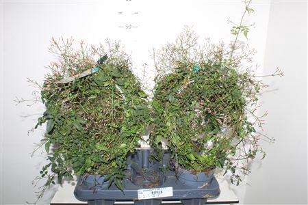 Jasm Polyanthum Rz 300+++