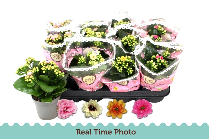 <h4>KAL GE GEM TWEEKL BL</h4>