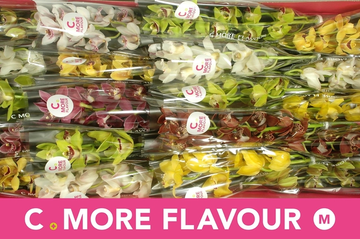 <h4>CYMB MI GEM</h4>