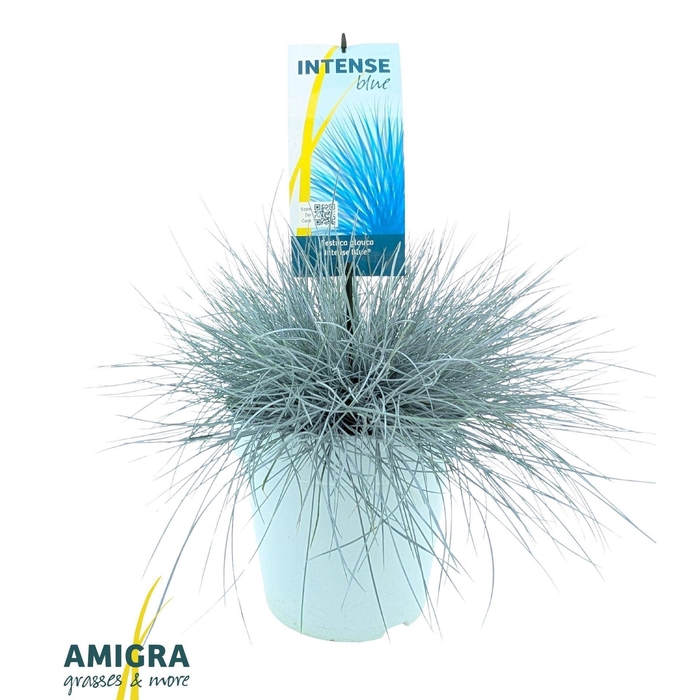 <h4>Festuca glauca</h4>