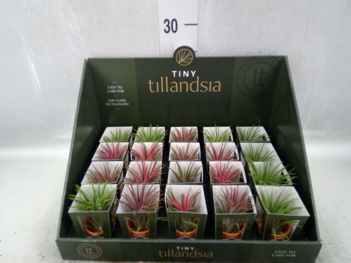 Tillandsia ionantha