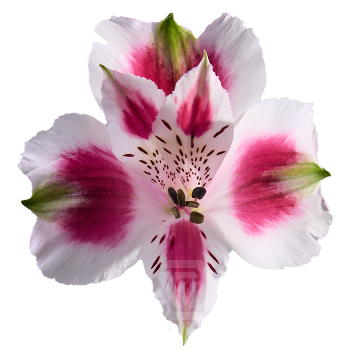 <h4>ALSTR ANDALUSIA Tessa</h4>
