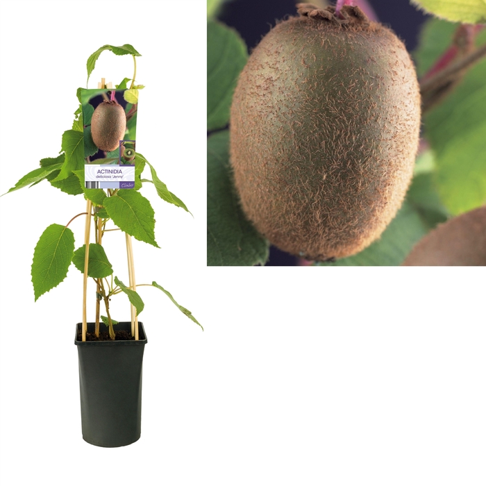 <h4>Actinidia deliciosa 'Jenny' +light label</h4>
