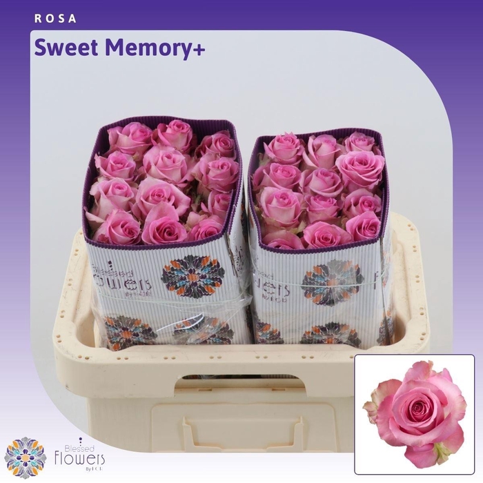 <h4>R GR SWEET MEMORY+</h4>