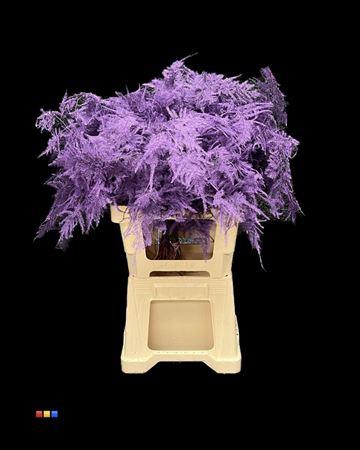 <h4>Asp Extra Purple</h4>