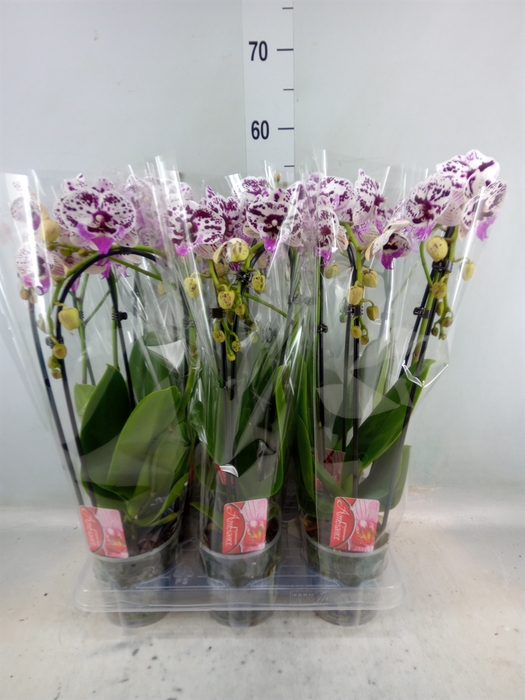 <h4>Phalaenopsis  'Elegant Cascade'</h4>