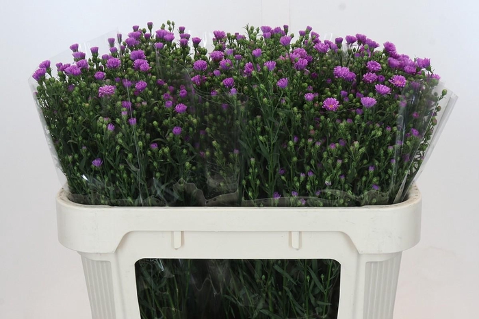 <h4>Aster Casarosa</h4>