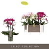Phalaenopsis Multifloratypes gemengd 3 kleuren