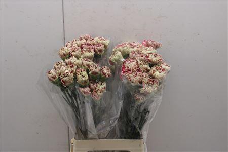 <h4>Di St Wine Cover</h4>