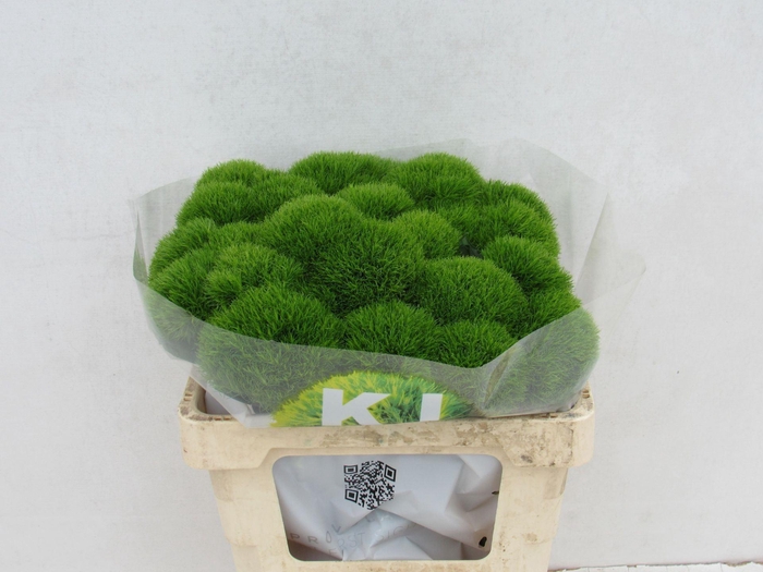 <h4>DI BARB KIWI MELLOW DI BARB KIWI ME</h4>