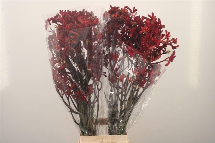 <h4>Anigozanthos Early Spring Red</h4>