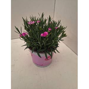 Dianthus Pink Kisses