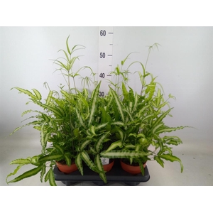 Pteris cretica 'Albolineata'