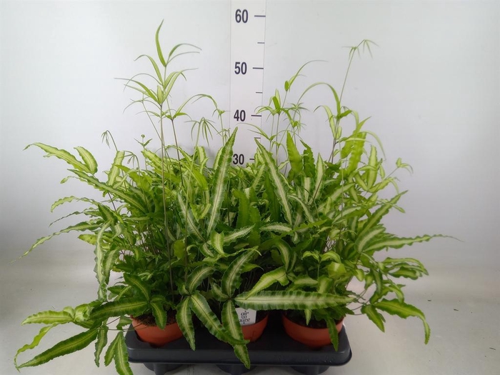 <h4>Pteris cretica 'Albolineata'</h4>