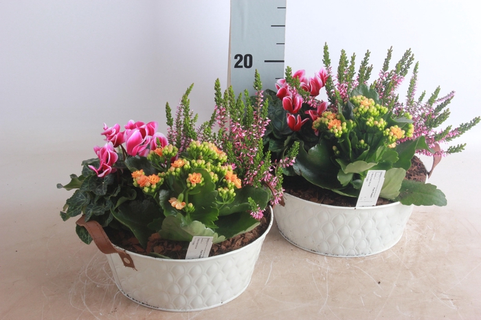 <h4>ARR TUINPLANTEN</h4>