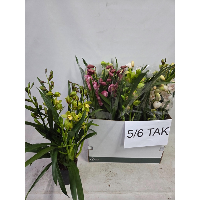 <h4>Cymbidium mix (Cites) 14Ø 70cm 5st</h4>