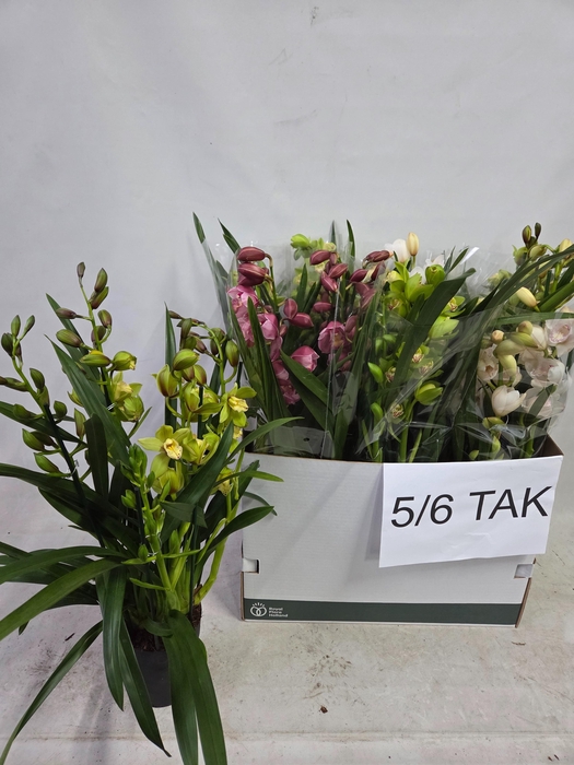 Cymbidium mix (Cites) 14Ø 70cm 5st