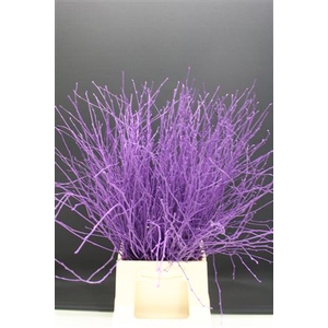 Berk Kort Violet