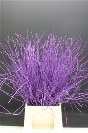 <h4>Berk Kort Violet</h4>