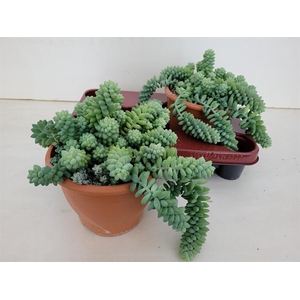 Sedum Burrito 17Ø 17cm