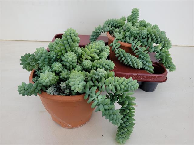 Sedum Burrito 17Ø 17cm