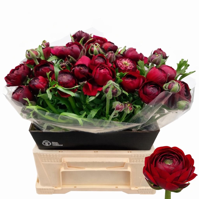 <h4>RAN AAZUR BORDEAUX</h4>