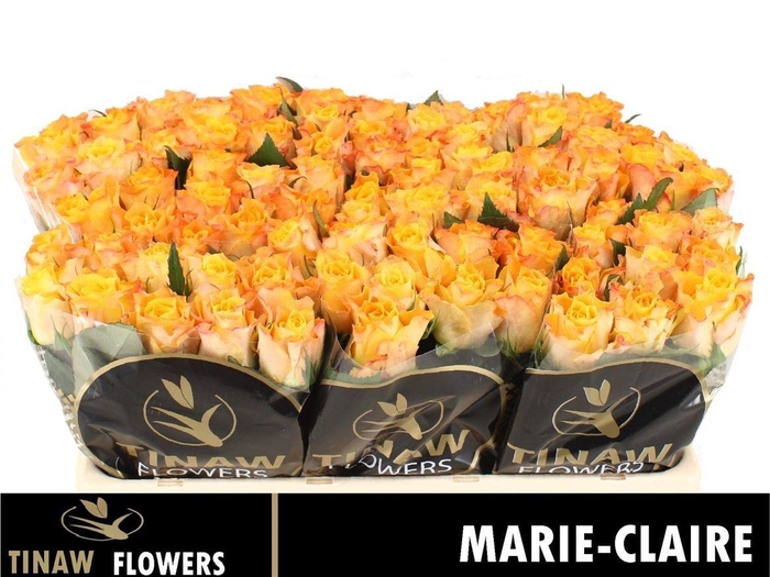 <h4>R Gr Marie-claire!</h4>