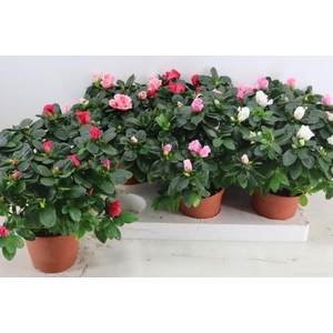 RHODO SI VOGEL GEM