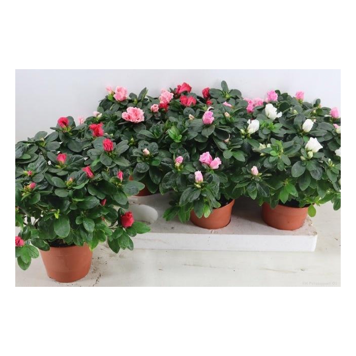 <h4>RHODO SI VOGEL GEM</h4>