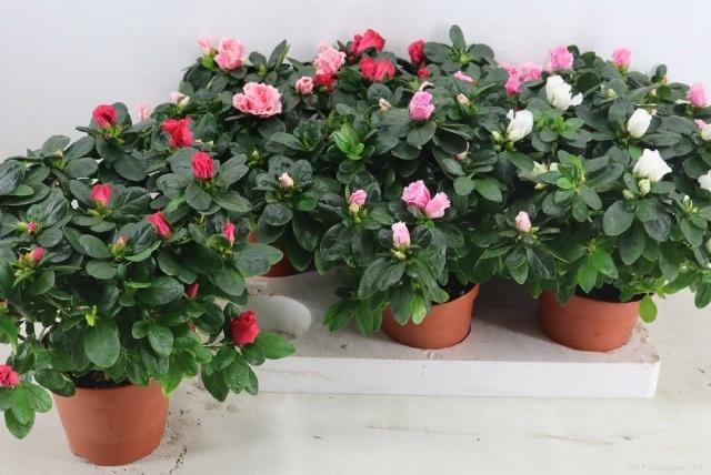 RHODO SI VOGEL GEM