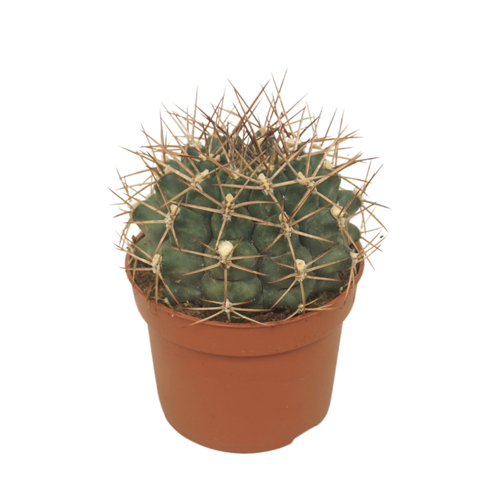 <h4>Gymnocalyc mihanovich</h4>