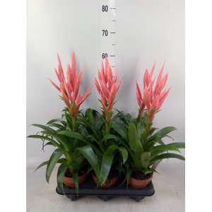 Tillandsia  'Ziva'
