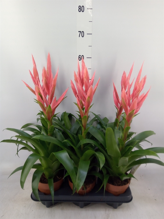 <h4>Tillandsia  'Ziva'</h4>