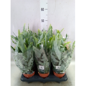Phlebodium aureum 'Blue Star'