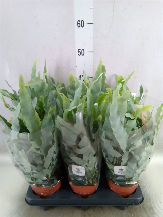 <h4>Phlebodium aureum 'Blue Star'</h4>
