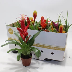 BROMELIA GEM