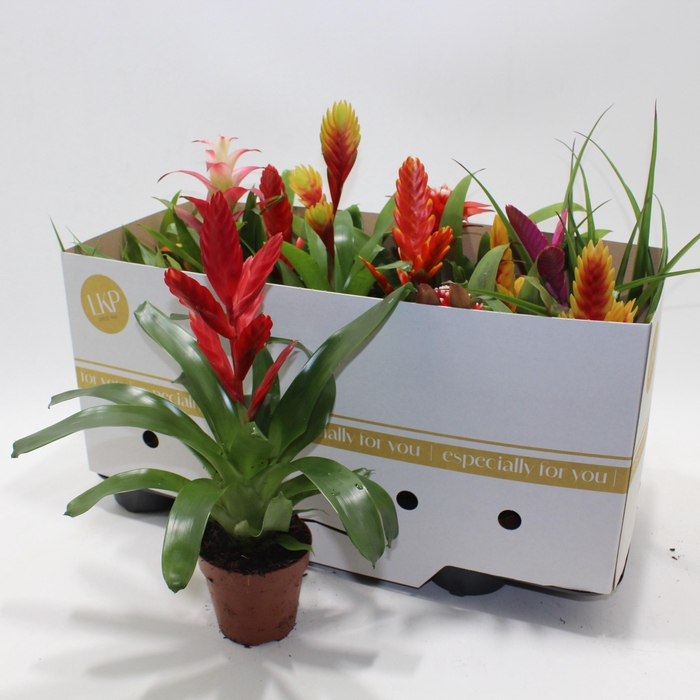 <h4>BROMELIA GEM</h4>