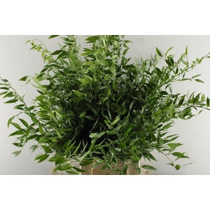 Deco Gr Ruscus Fijn 70/200
