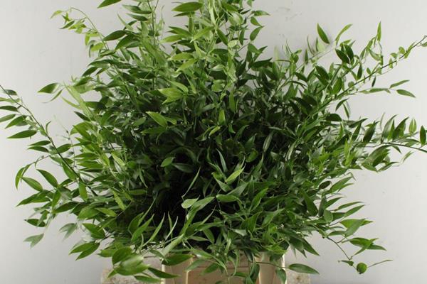 <h4>Deco Gr Ruscus Fijn 70/200</h4>