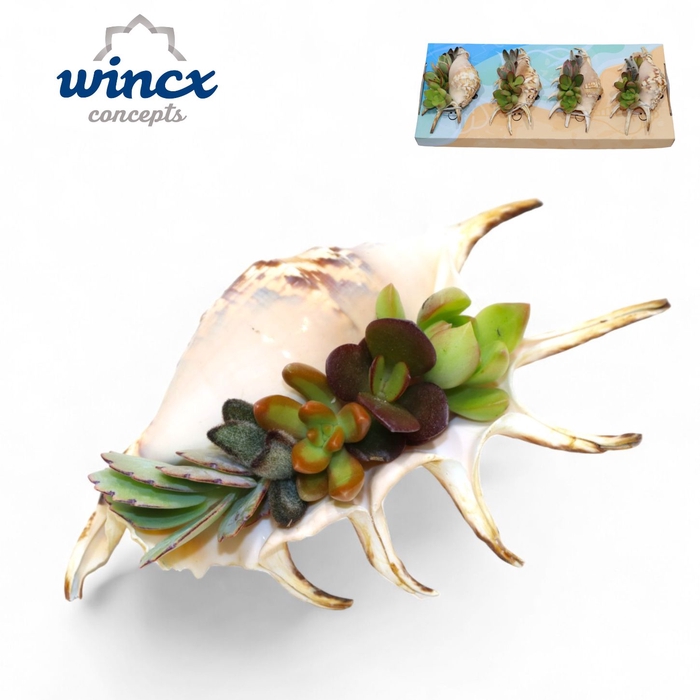 Concepts® - Uniqueshells 'lambis' (m) Concepts®