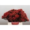 Kaaps Groen Red Brunia Medium