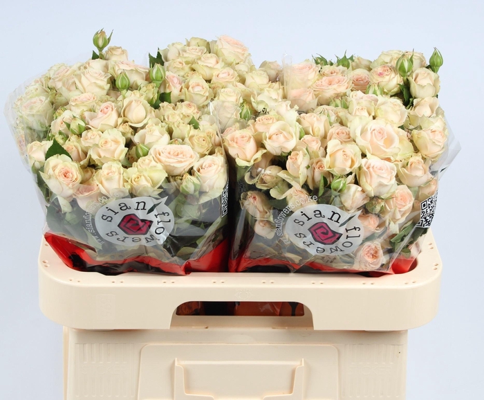 <h4>R TR SANCERRE</h4>