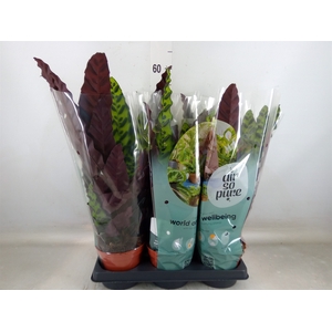 Calathea lancifolia