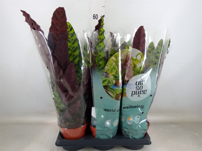 <h4>Calathea lancifolia</h4>