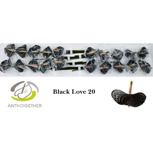 Anthurium Black Love