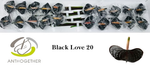 <h4>Anthurium Black Love</h4>